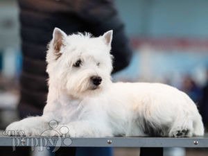 West Highland White Terrier puppy for sale