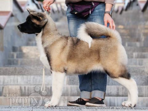 American Akita puppy