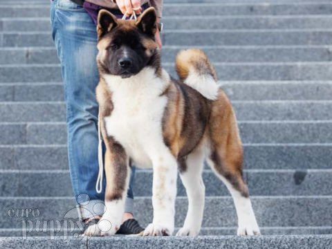 American Akita puppy