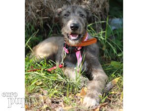 Irischer Wolfshund Welpen