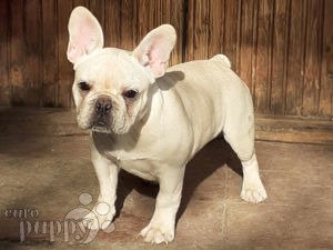 Französische Bulldogge welpen kaufen