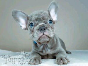 Französische Bulldogge Welpen