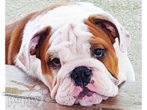 Englische Bulldogge Welpen