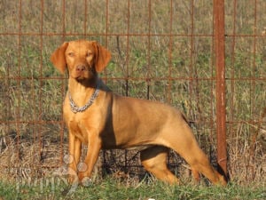 Vizsla beagle mix puppies sales for sale