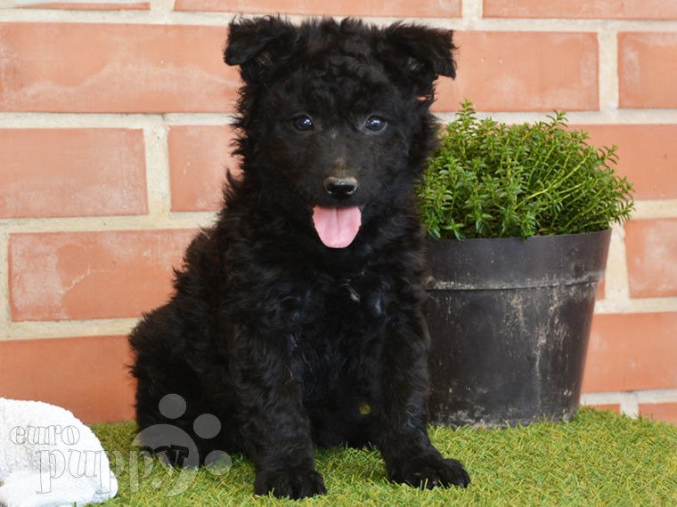 Mudi puppy