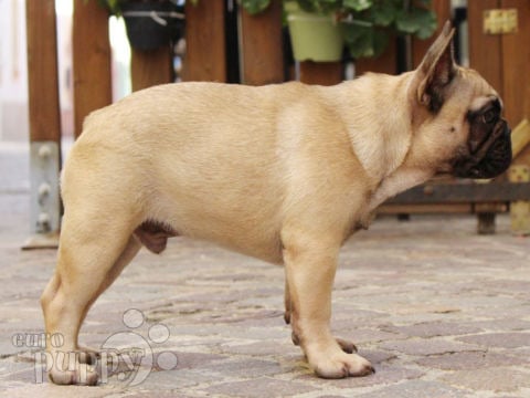 Französische Bulldogge Welpen