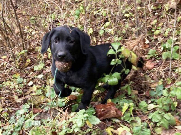 Labrador Retriever cachorro en venta