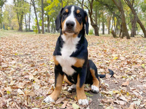 Entlebucher puppy for sale