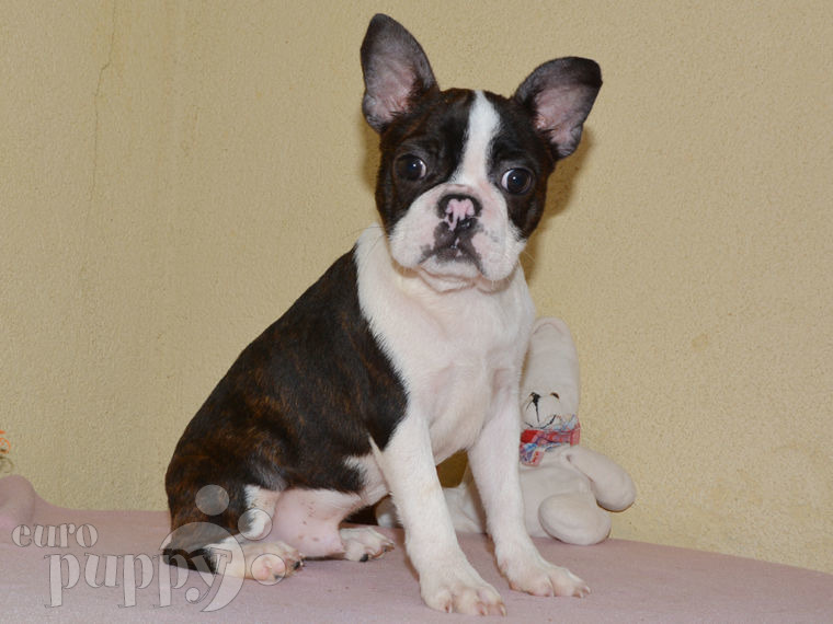 Boston Terrier puppy for sale