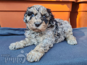 Cavapoo welpen kaufen