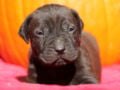 Tosa Inu puppy for sale