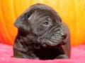 Tosa Inu puppy for sale