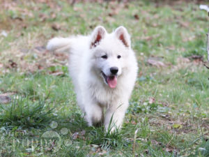 Berger Blanc Suisse Welpen