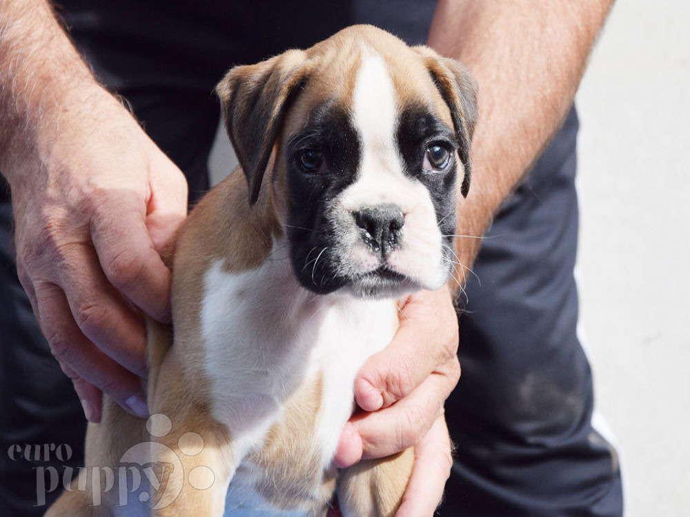 A Complete Guide to the Adorable Miniature Boxer - K9 Web
