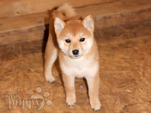 Shiba Inu puppy for sale