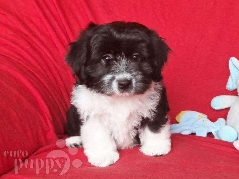 Havanese puppy for sale