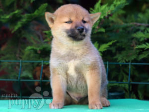 Shiba Inu puppy for sale