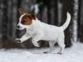 Jack-Russell-Terrier welpen kaufen