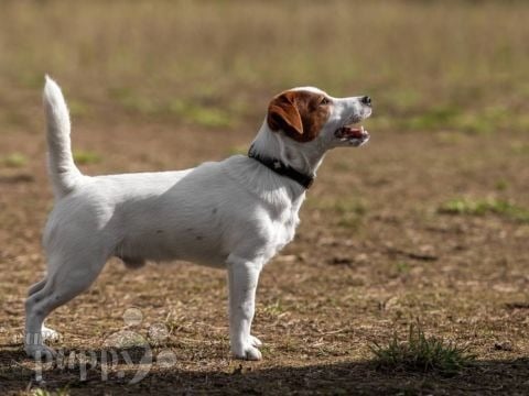 Jack Russell Terrier cachorro en venta