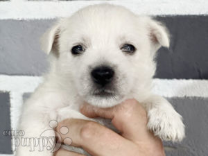 West Highland White Terrier cachorro