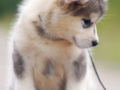 Alaskan Malamute puppy for sale