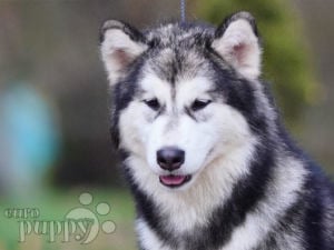 Alaskan Malamute puppy for sale