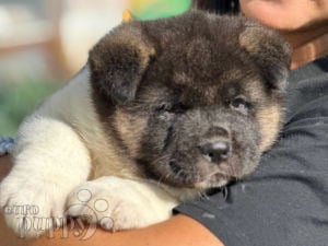 American Akita puppy for sale