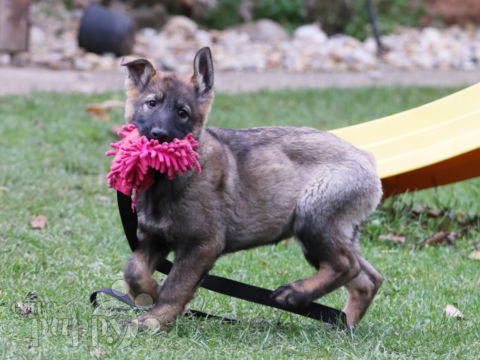 German Shepherd Dog puppy for sale