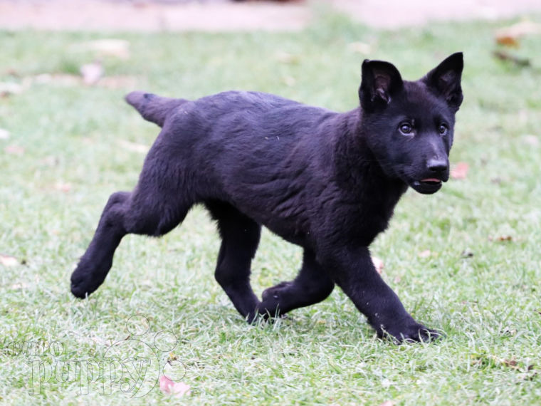 Deutscher Schäferhund welpen kaufen
