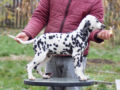 Dálmata cachorro en venta