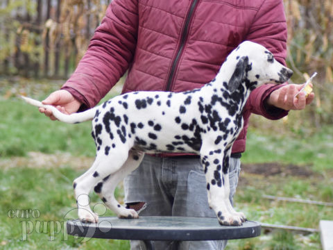 Dálmata cachorro en venta