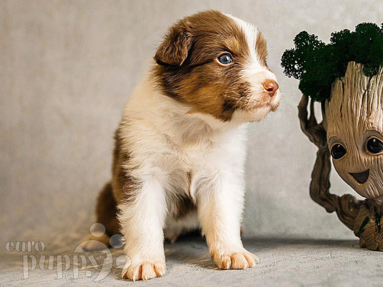 Australian Shepherd puppy for sale