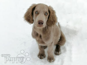Weimaraner puppy for sale