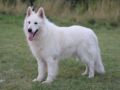 White Swiss Shepherd Dog puppy for sale