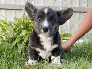 Welsh Corgi cachorro en venta