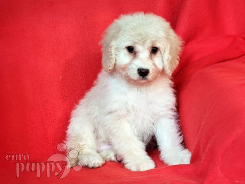 Cavapoo puppy for sale