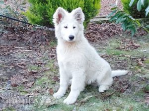 White shepherd sales puppies for sale