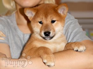 Shiba Inu puppy for sale