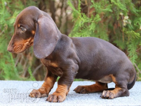 Dachshund puppy for sale