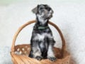 Schnauzer Miniatura cachorro en venta