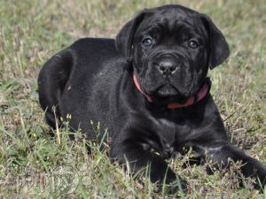 Buy Cane Corso Snubbies & Get 10% Off + 20% AutoShip Subscriptions + Free  Shipping