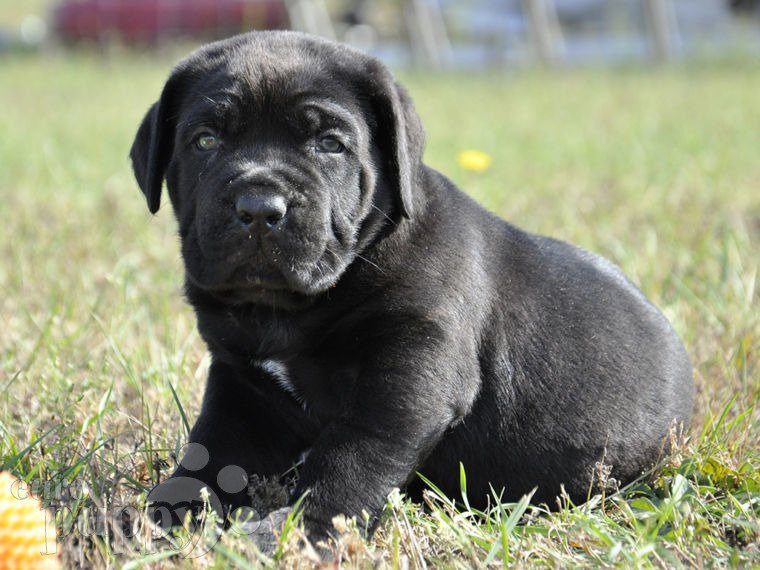 Cane Corso Italiano welpen kaufen