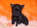 Biewer Yorkie puppy for sale