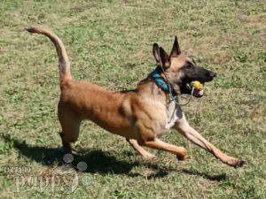 Belgian Malinois puppy for sale