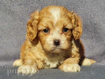 Cavapoo puppy for sale