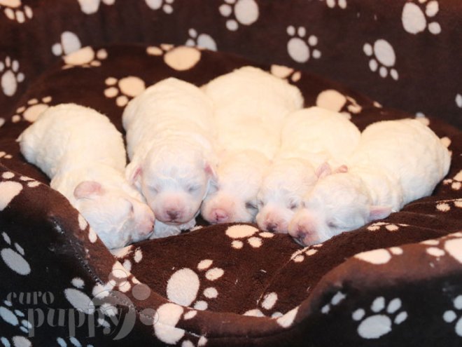 Bolognese puppy for sale