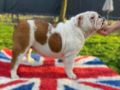 English Bulldog puppy for sale