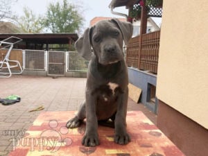 Italian Mastiff puppy for sale