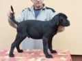Mastín Italiano cachorro en venta