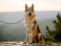 Czechoslovakian Wolfdog cachorro en venta